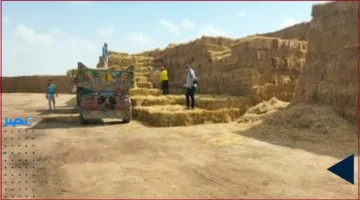 125 ألف طن.. الشرقية تجمع كمية قياسية من قش الأرز منذ بداية موسم الحصاد